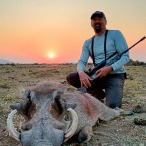 Warthog Hunt Namibia