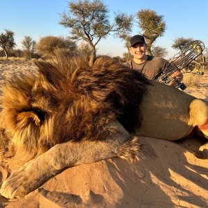 Lion Bow Hunt South Africa