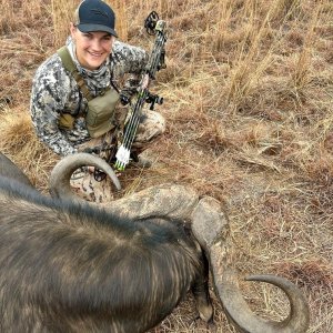 Buffalo Bow Hunt South Africa