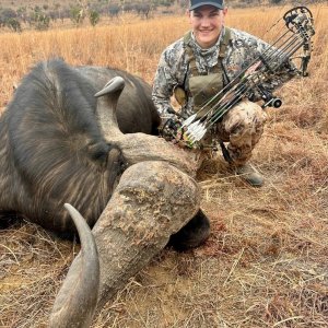 Buffalo Bow Hunt South Africa