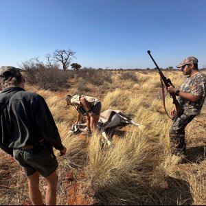 Gemsbok Hunt South Africa