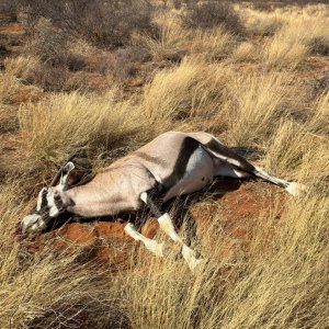 Gemsbok Hunt South Africa