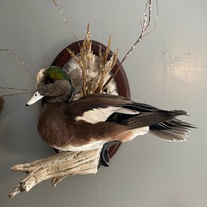 Duck Full Mount Taxidermy