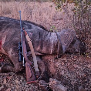 Buffalo Hunt Mozambique