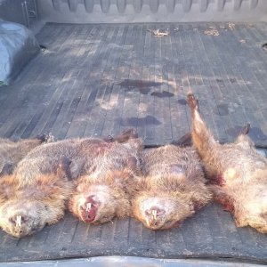 Media 'Groundhog Hunting' in category 'Hunting Worldwide'