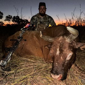 Scrub Bull Hunt Australia