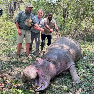 Hippo Hunting