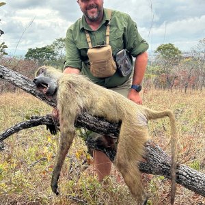 Baboon Hunting