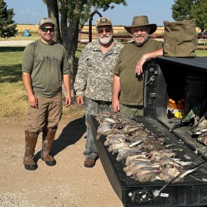 Dove Hunting