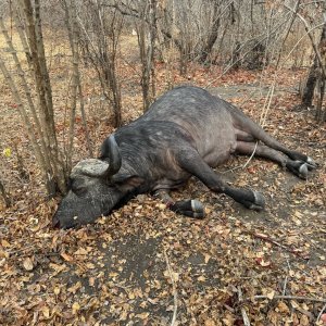 Buffalo Hunt Zambia