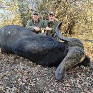 Media 'Buffalo Hunt South Africa' in category 'Hunting Africa'