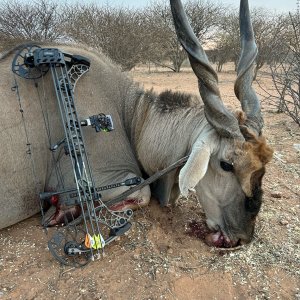 Eland Bow Hunt Namibia