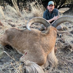 Barbary Sheep Hunt South Africa