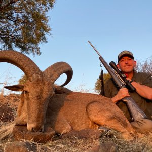 Barbary Sheep Hunt South Africa