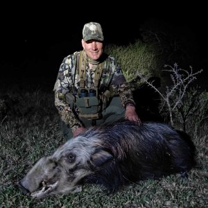 Bushpig Hunt Eastern Cape South Africa