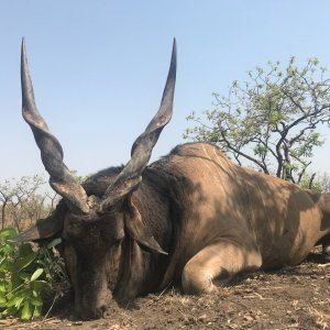 Giant Eland Hunt Cameroon