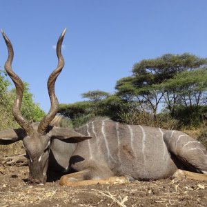 Lesser Kudu Danakil Hunt Ethiopia