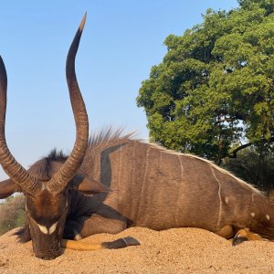 Nyala Hunt Mozambique