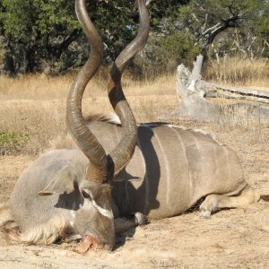 Kudu Hunt Shangani Zimbabwe