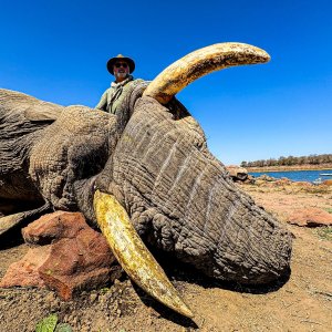 Elephant Hunt Zimbabwe