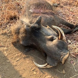 Warthog Hunt Zimbabwe