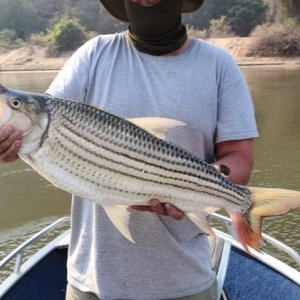 Tiger Fishing Zimbabwe