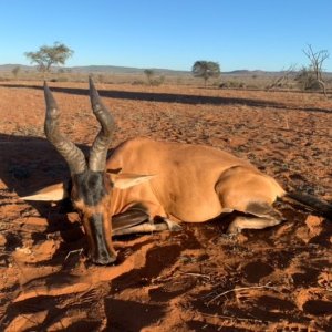 Red Hartebeest Hunt Namibia