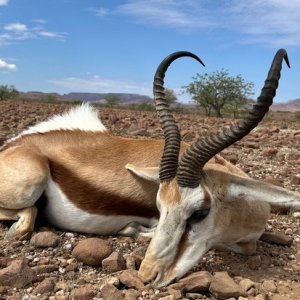 Springbok Hunt Namibia