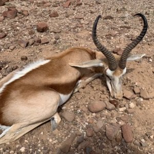 Springbok Hunt Namibia