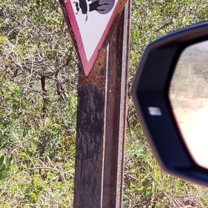 Dung Beetle Road Warning Sign