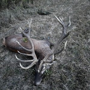 Red Stag Hunt Hungary