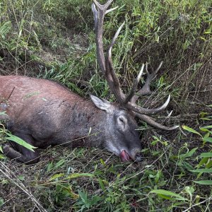 Red Stag Hunt Hungary