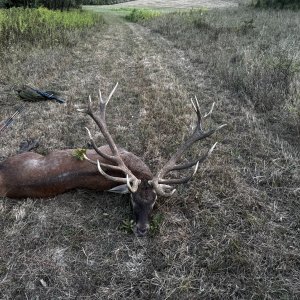 Red Stag Hunt Hungary