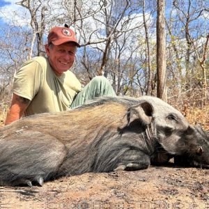 Bushpig Hunt Mozambique