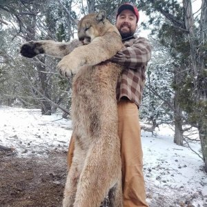 Mountain Lion Hunt Nevada