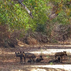 Wild Dogs Mozambique