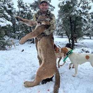 Mountain Lion Hunt Nevada