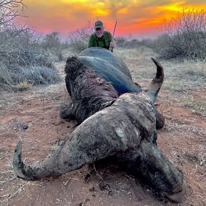 Cape Buffalo Hunt South Africa