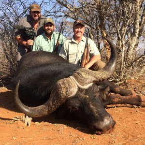 Cape Buffalo Hunt South Africa