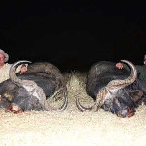 Cape Buffalo Hunt South Africa