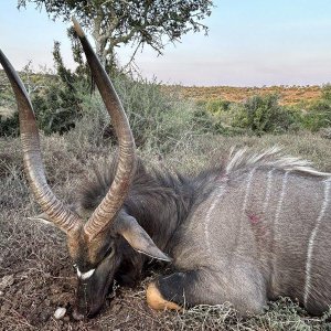 Nyala Hunt South Africa