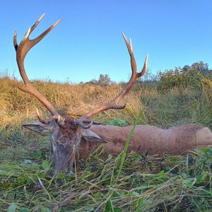 Red Stag Hunting Romania