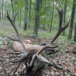 Red Stag Hunting Romania