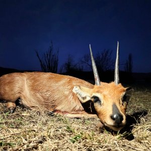 Steenbok Hunt Eastern Cape South Africa