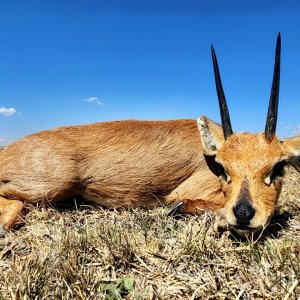 Steenbok Hunt Eastern Cape South Africa