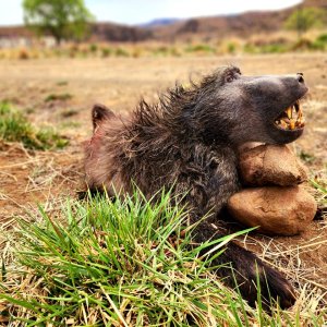 Baboon Hunt Eastern Cape South Africa