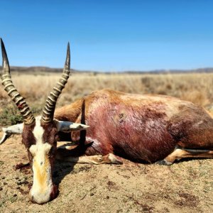 Blesbok Hunt Eastern Cape South Africa