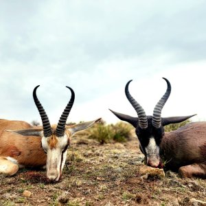 Springbuck Hunt Eastern Cape South Africa