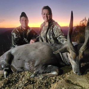 Bushbuck Hunt Eastern Cape South Africa