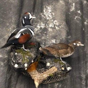 Harlequin Duck Full Mount Taxidermy